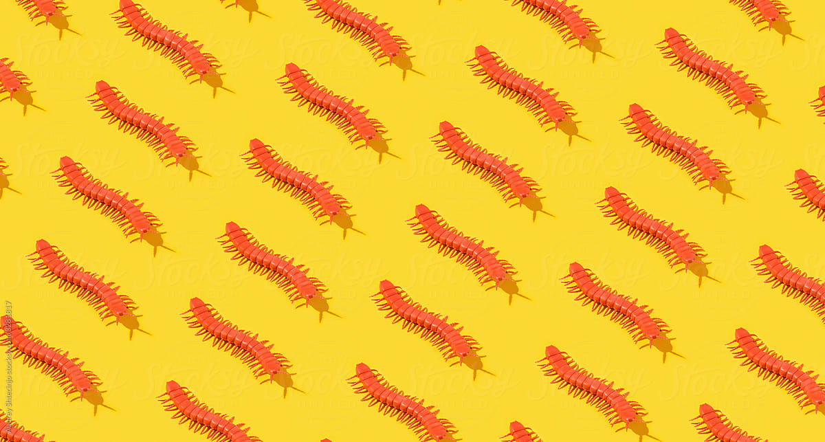 Centipede on yellow