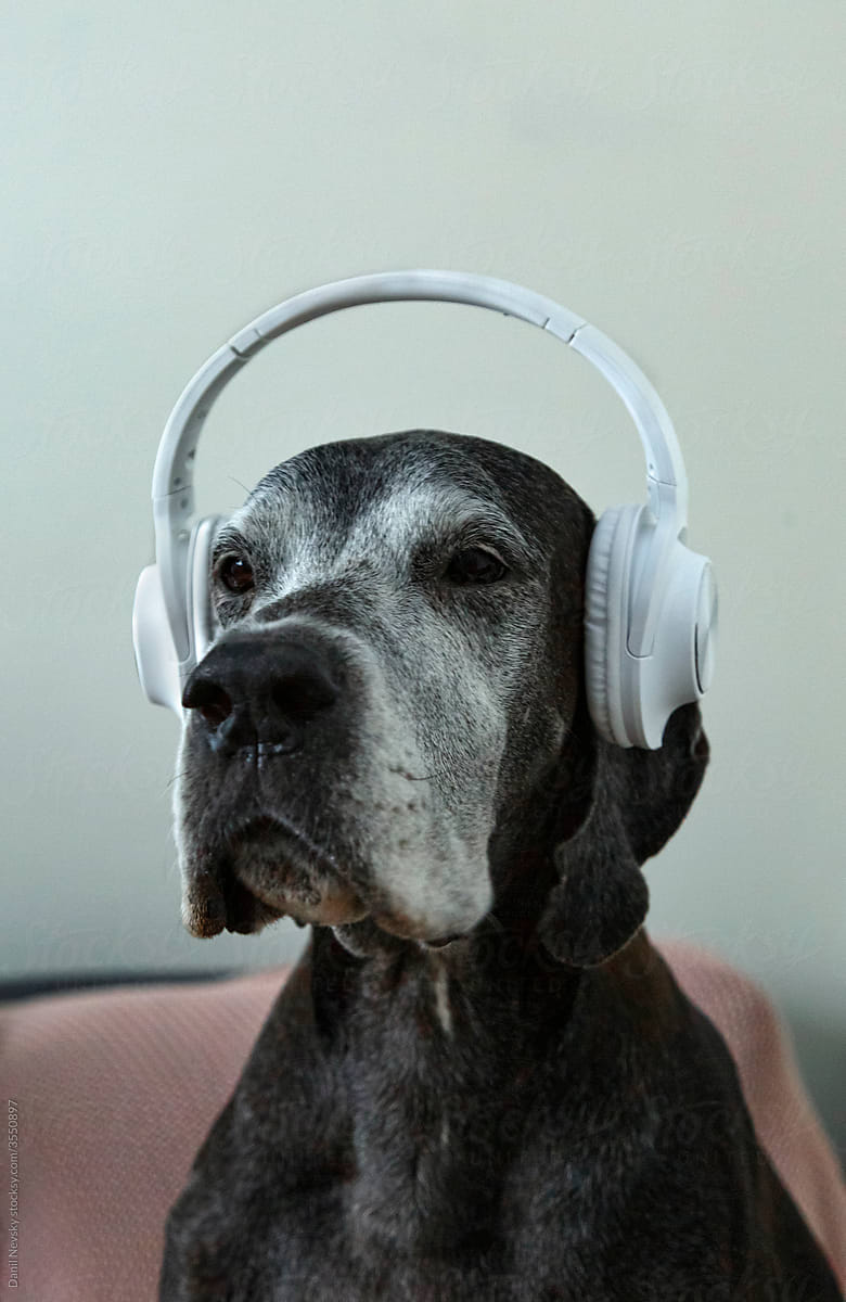 Loyal dog listening to music