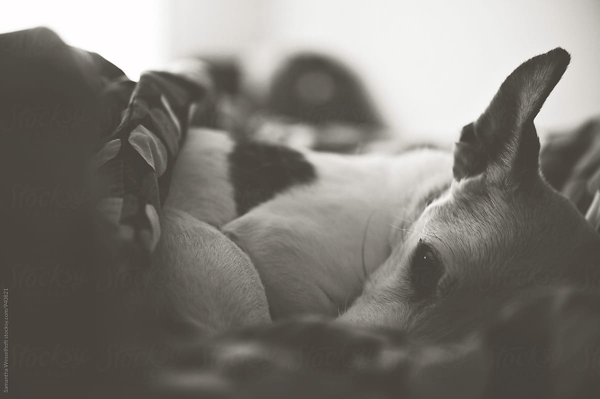 jack russell terrier in bed bw