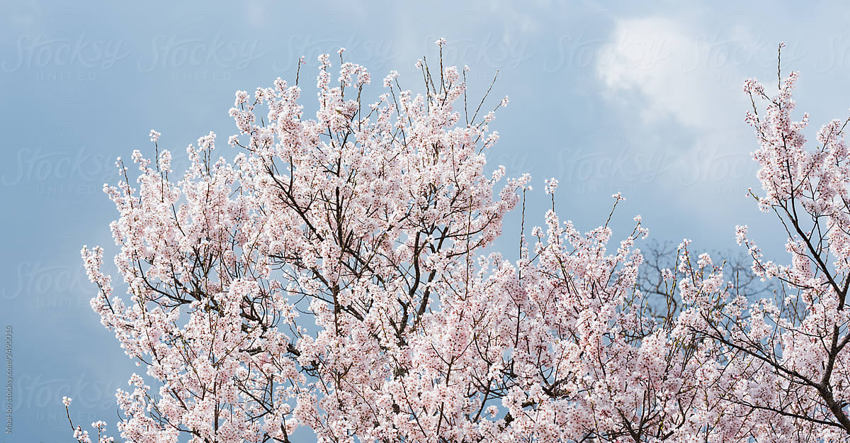 Blooming cherry in Japan