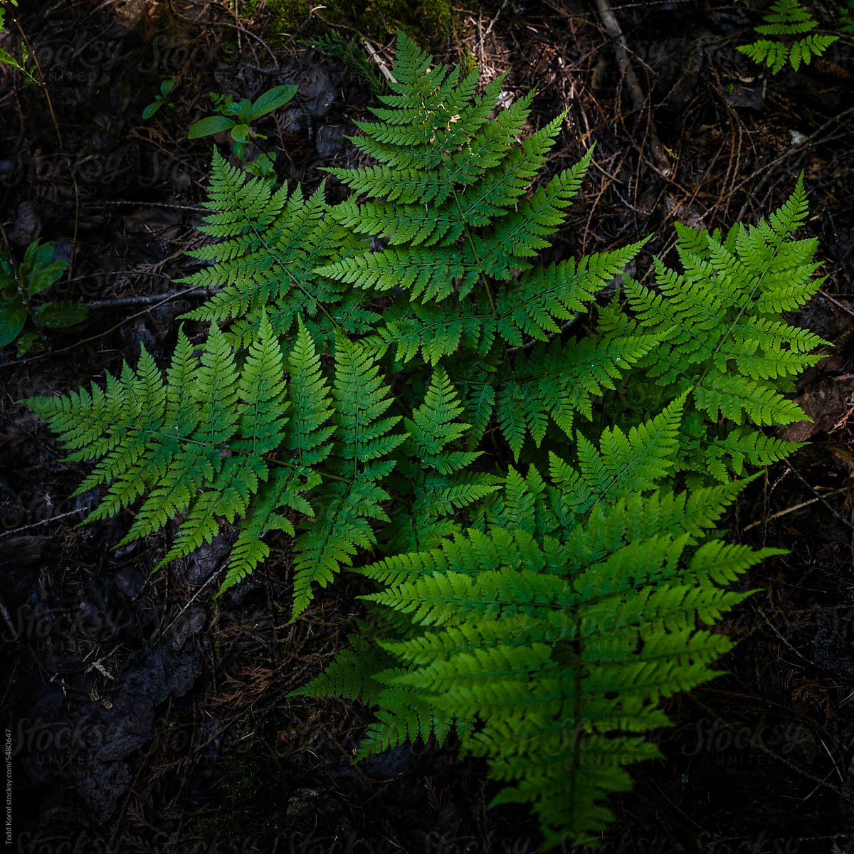 Fern leaves on a forest floor.
