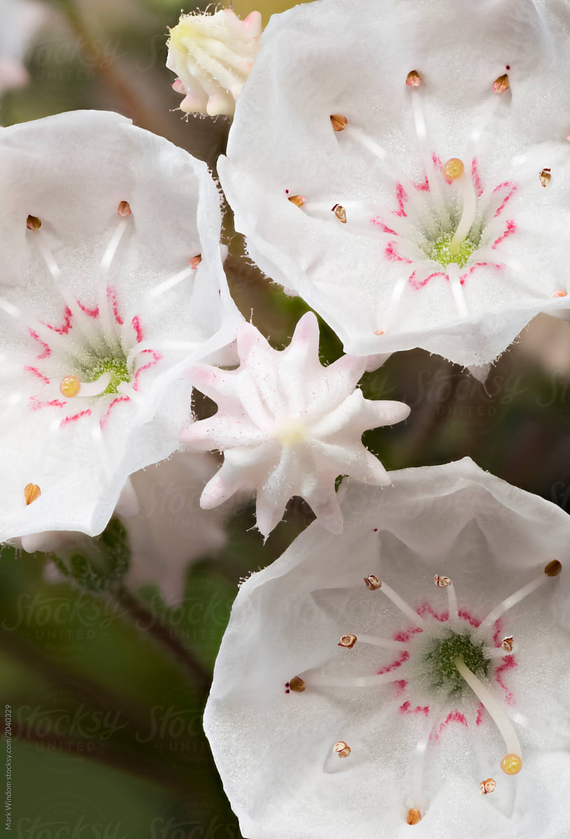Mountain laurel blossoms, close up