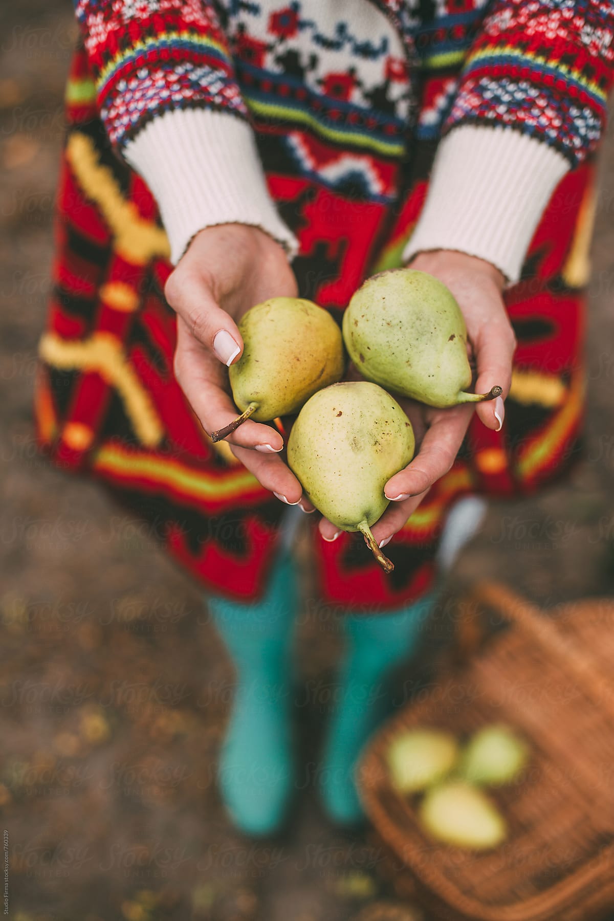 Fruit Time. Fresh Pears