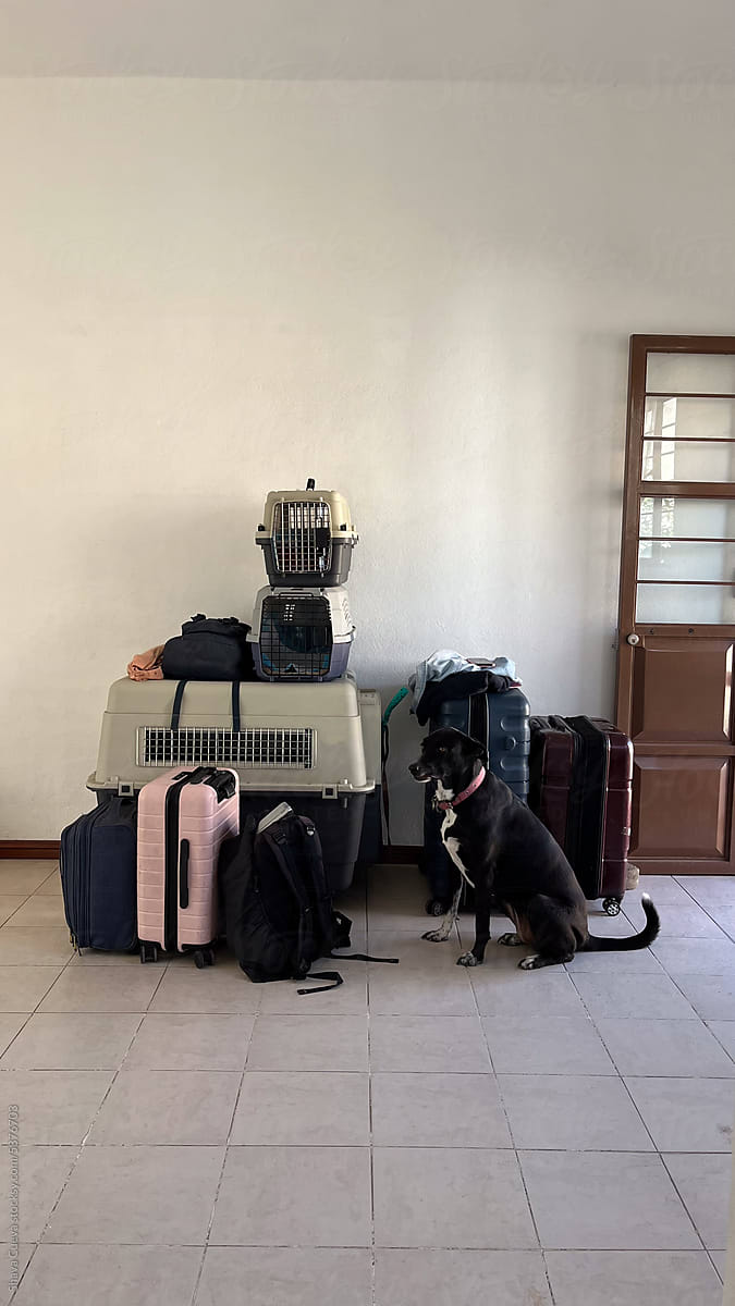 A black dog sitting next to a large crate and several suitcases