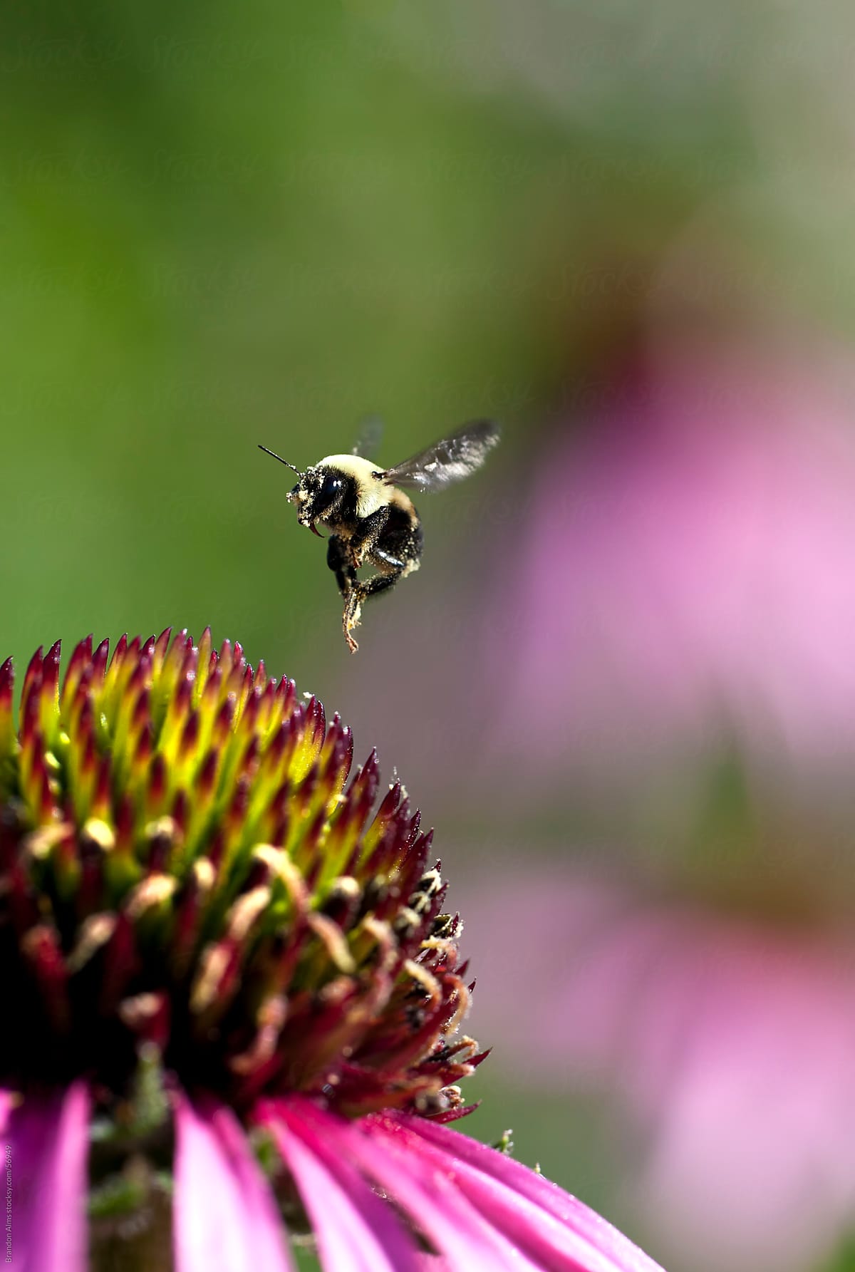 Bumblebee in Flight After Pollinating a Coneflower