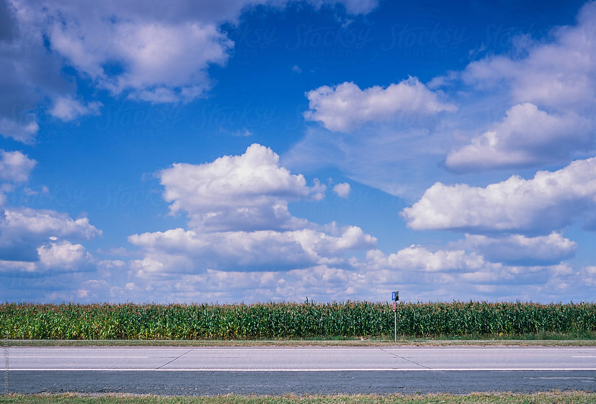 Corn field and country road summer nature landscape