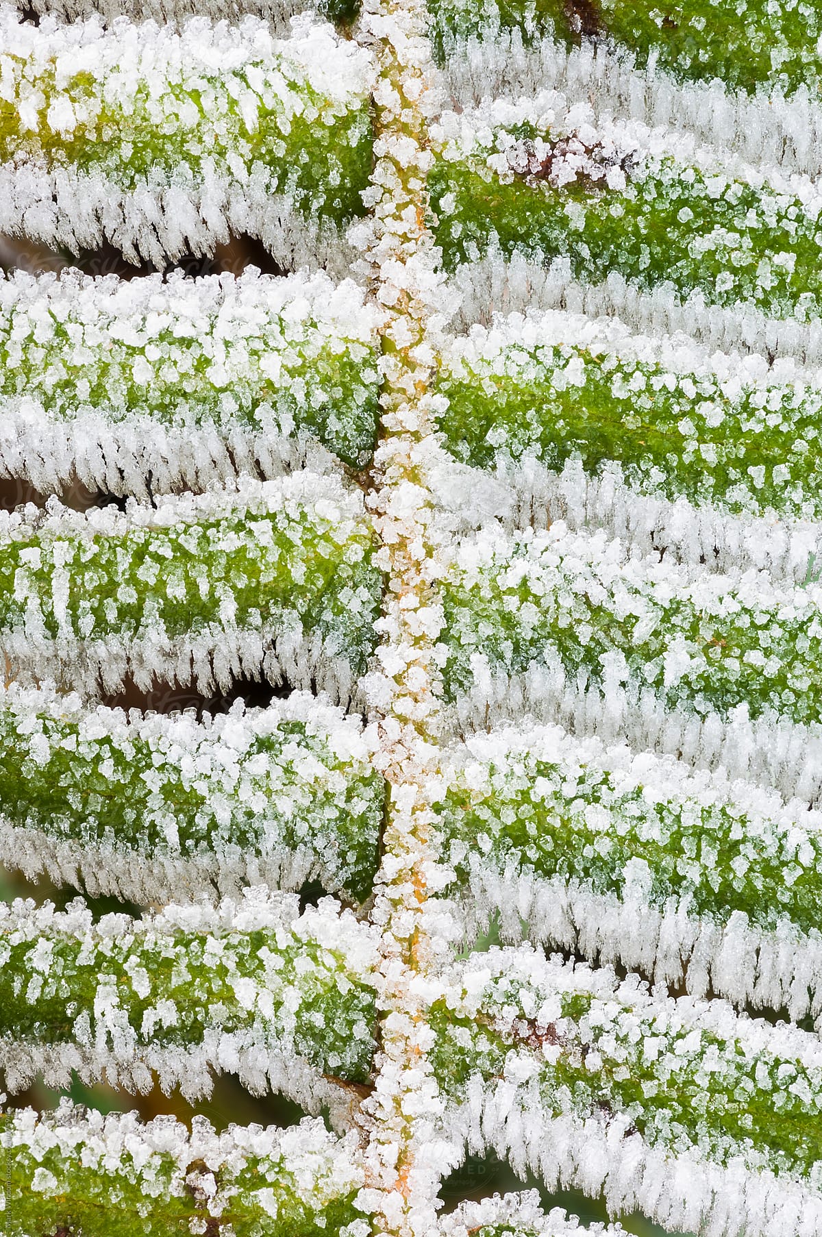 Heavy coasting of frost on a fern frond, closeup