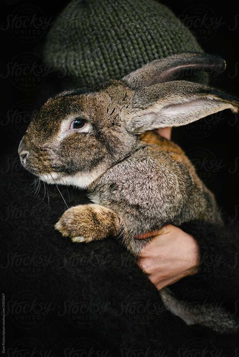 Female holding big rabbit in her arms.