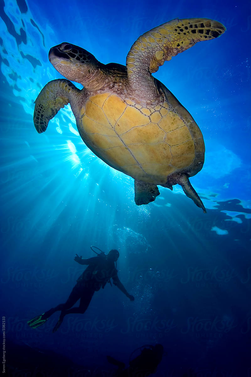 Swimming sea turtle and scuba diver underwater