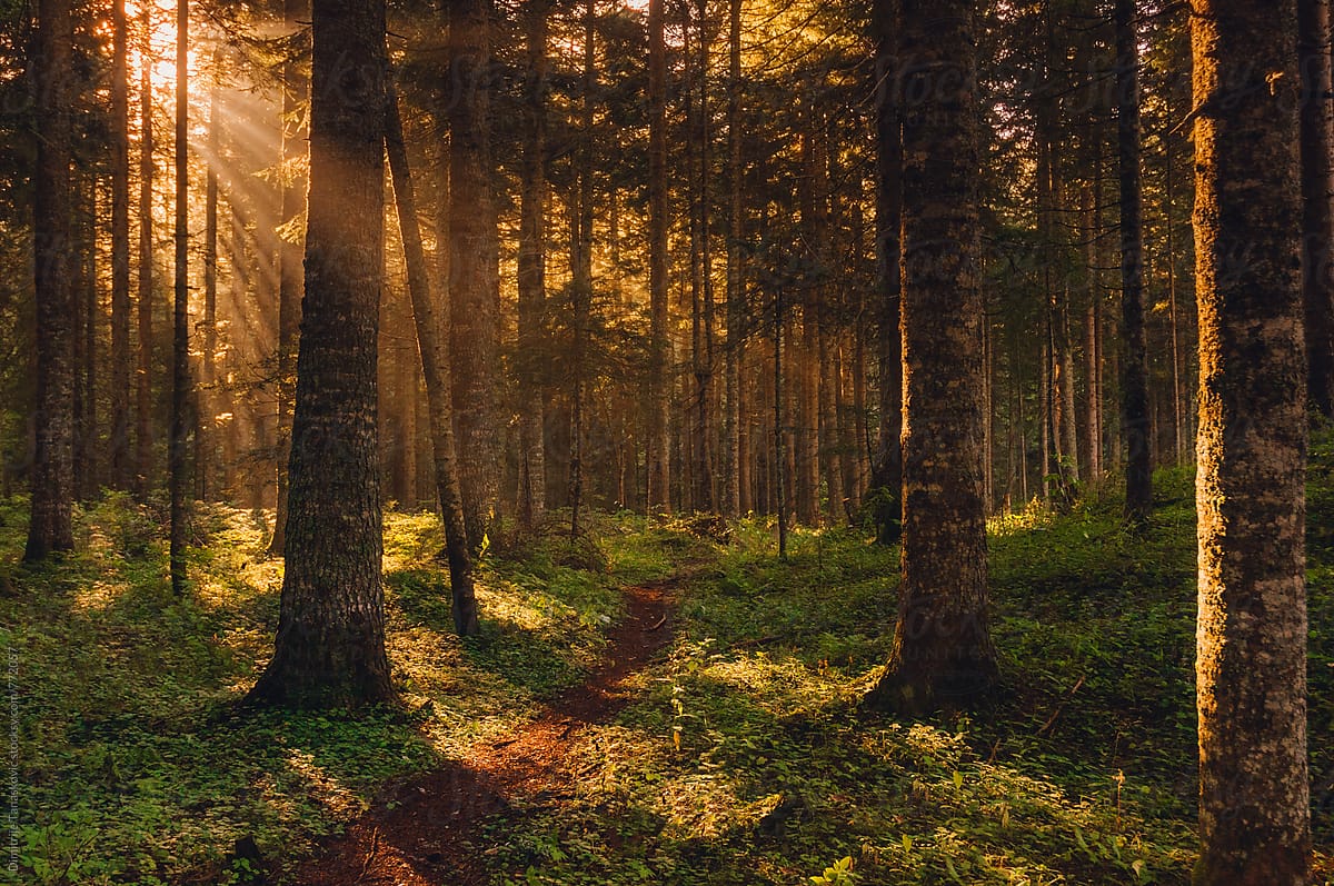 Morning In Forest By Stocksy Contributor Dimitrije Tanaskovic Stocksy