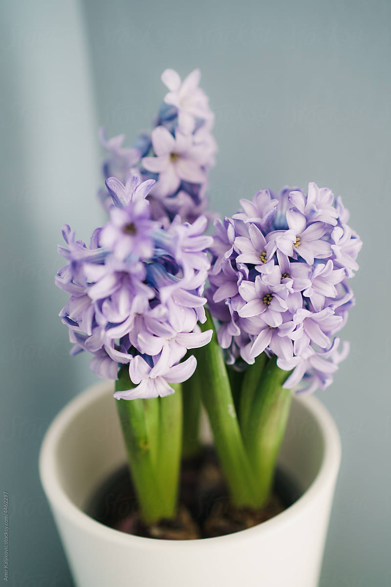 Delicate lilac on light blue background