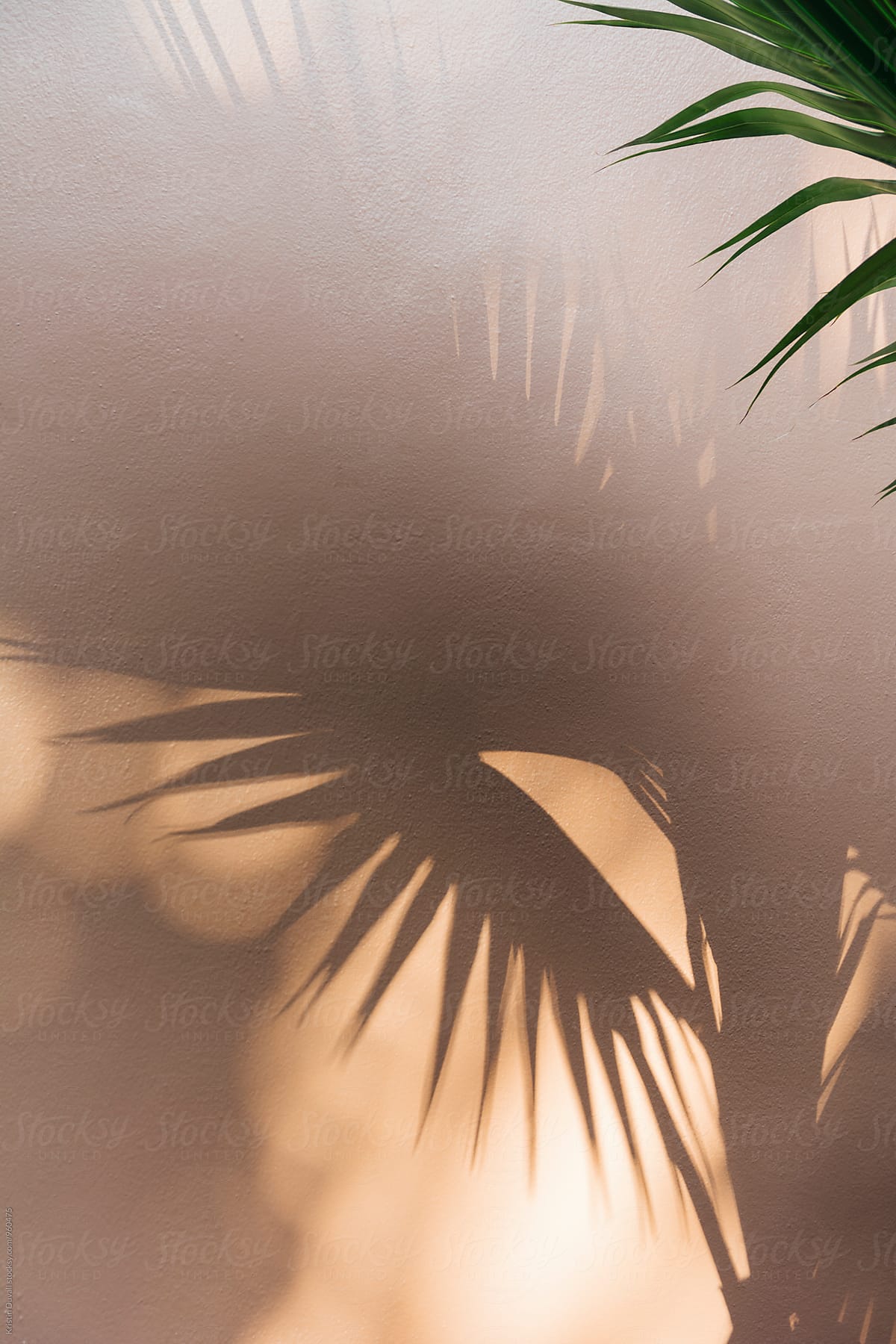 Palm Tree Leaf With Shadow By Stocksy Contributor Kristin Duvall