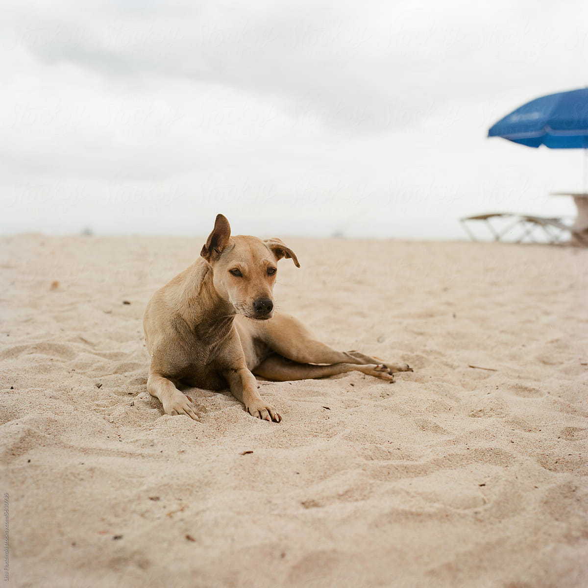 Stray dog relaxing on Sanur Beach, Bali