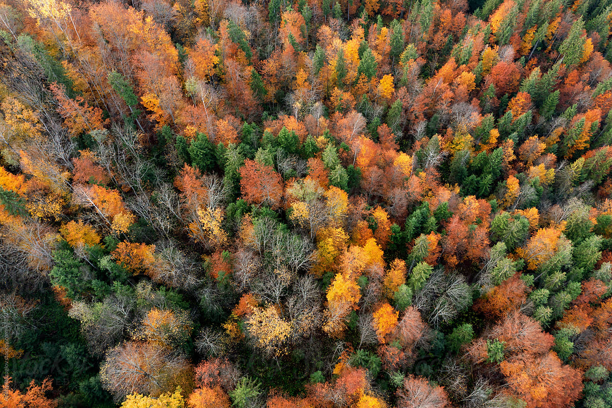 Landscape of autumn forest with colorful trees