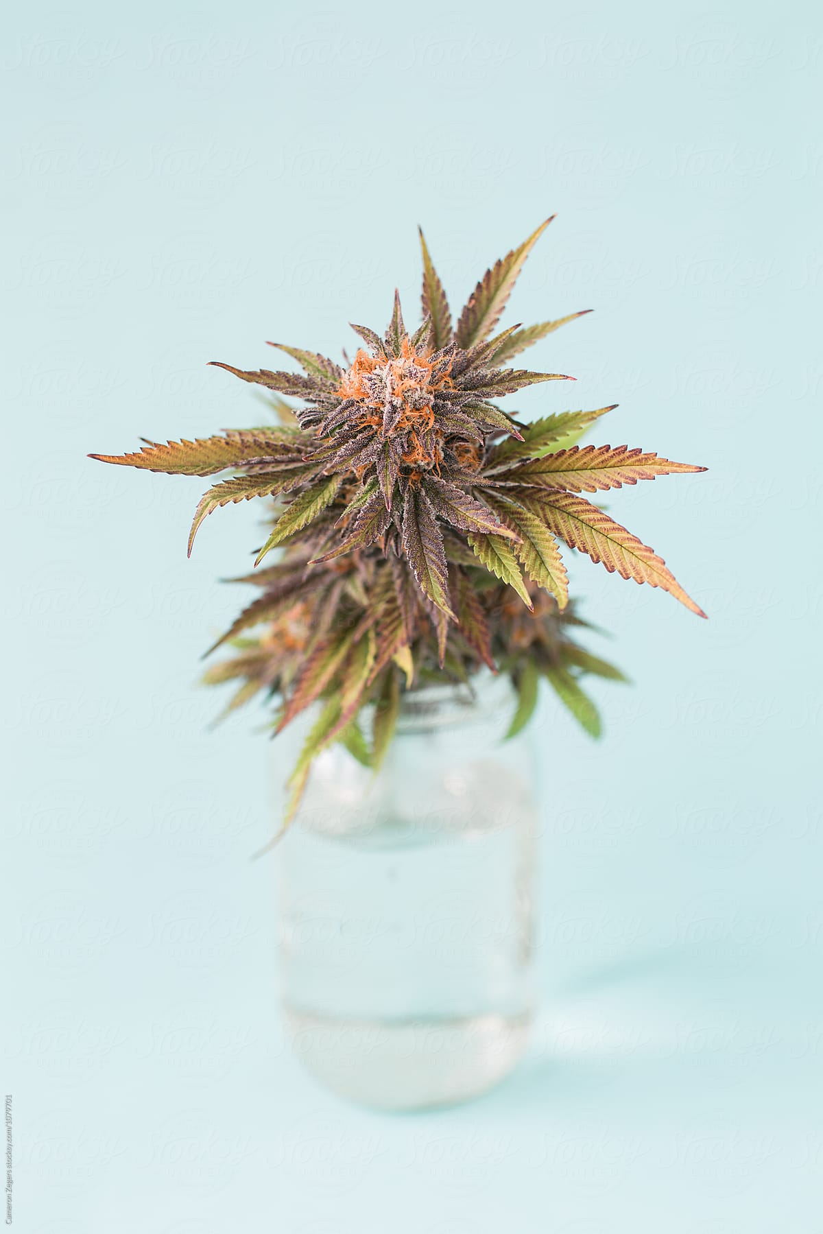 marijuana plant cutting in mason jar on pastel blue background
