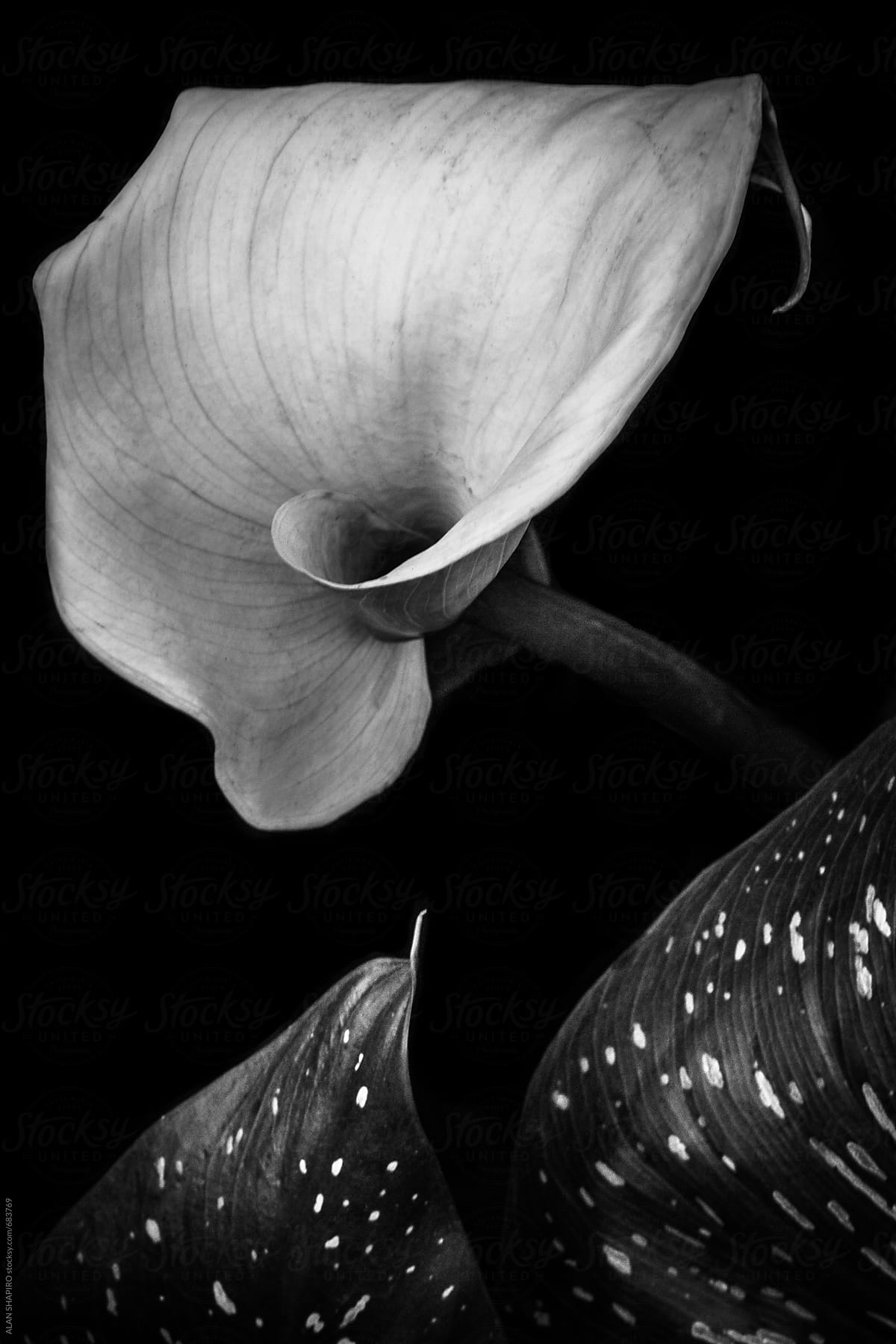 calla lily in monochrome