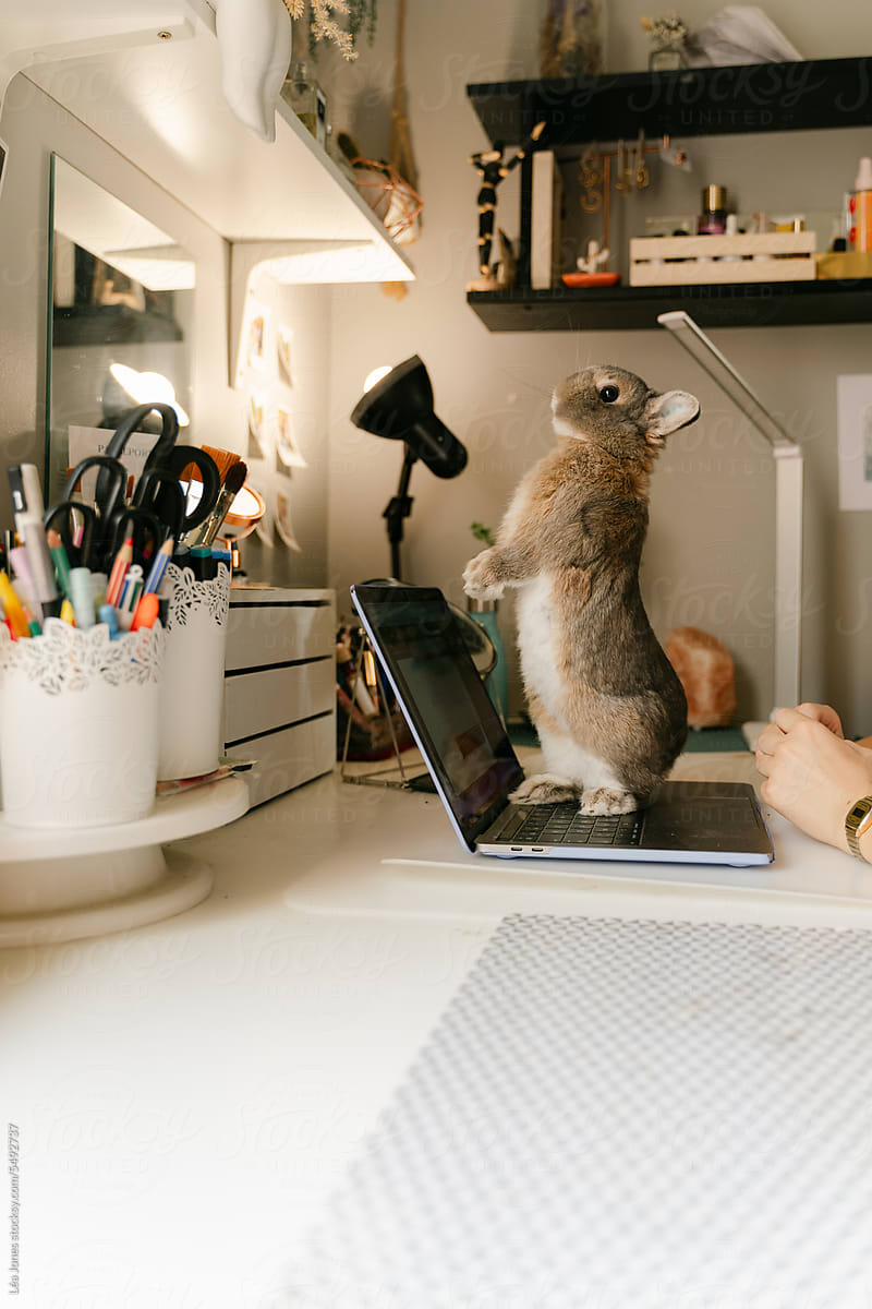bunny / rabbit standing up on it\'s hind feet on a laptop