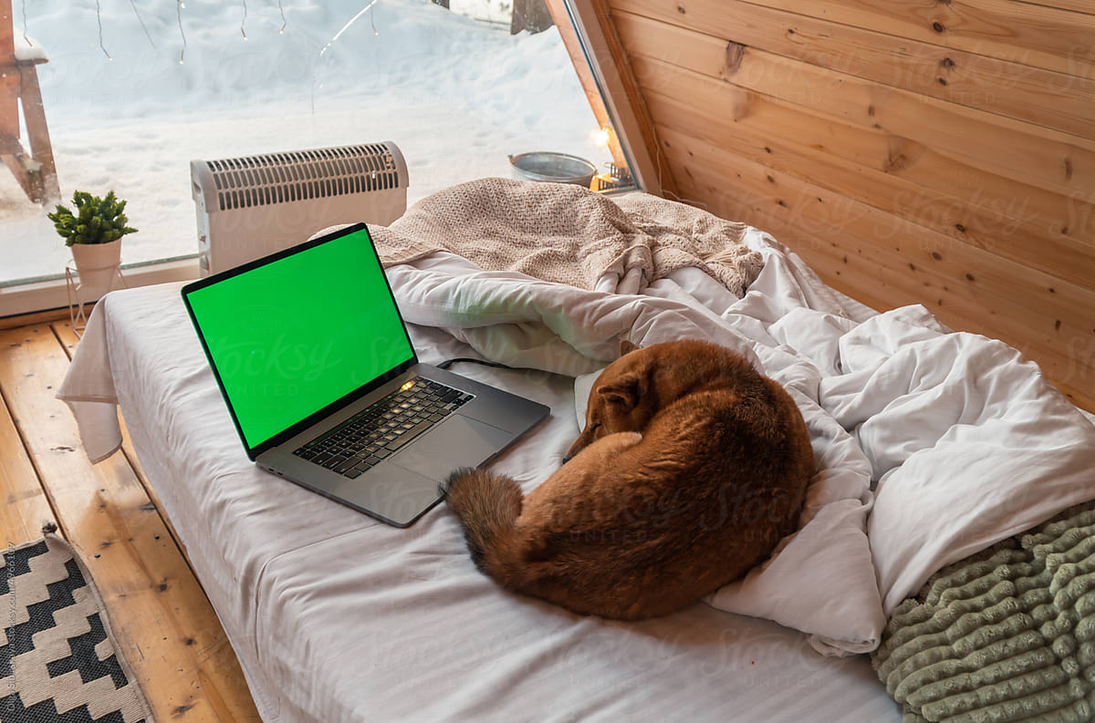 Dog sleep in bed with laptop
