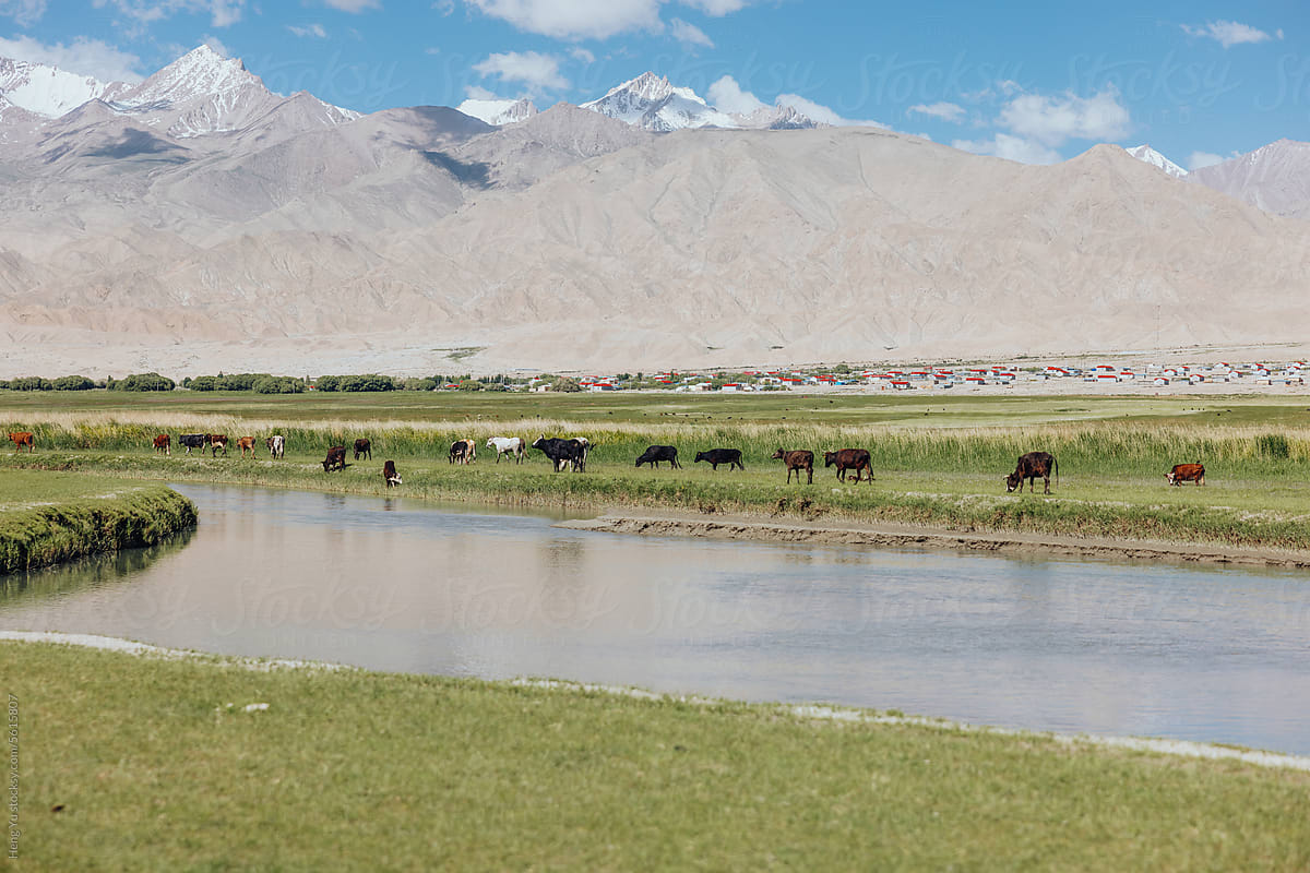 Grazing Livestock by the Mountain River