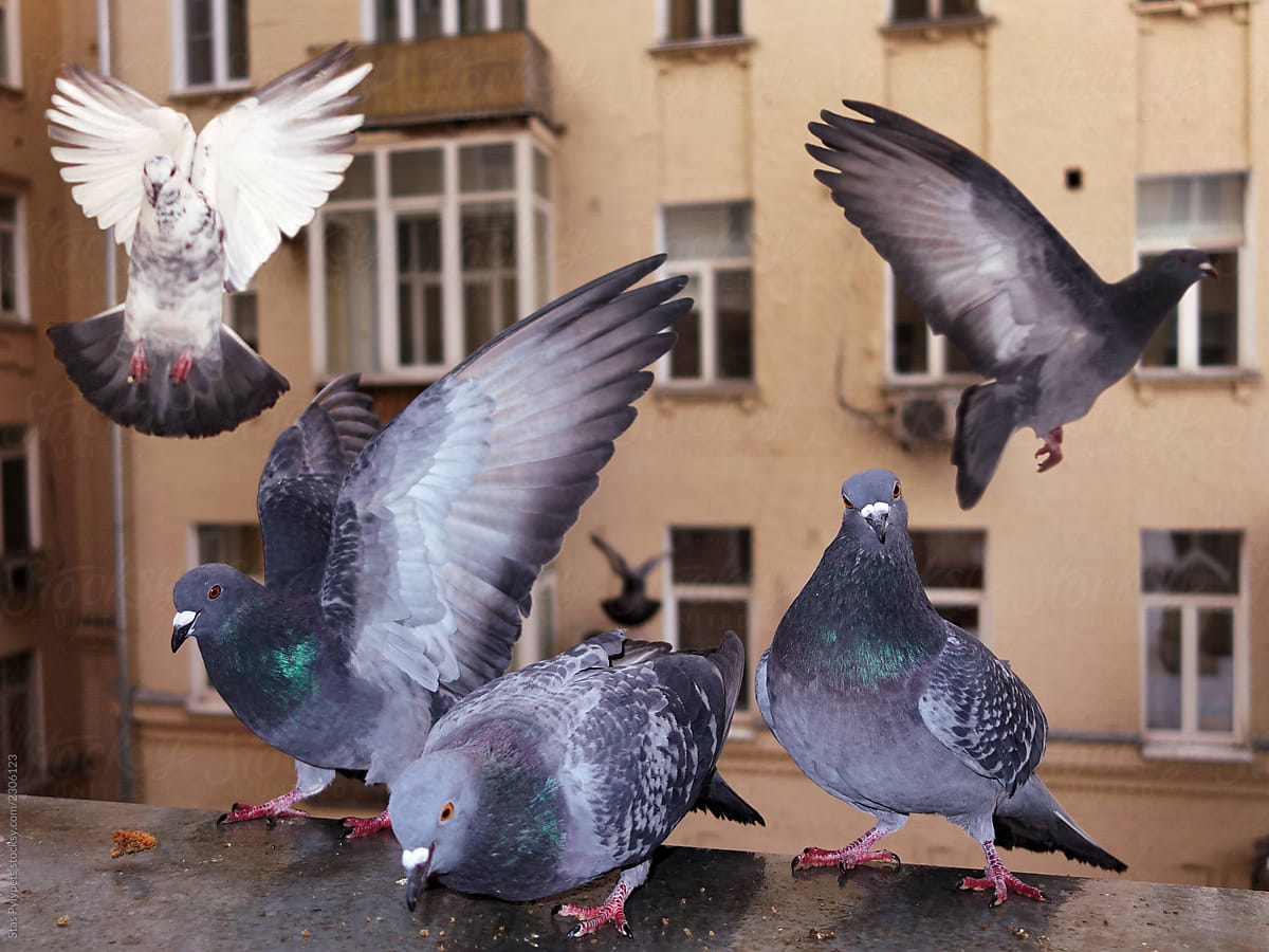 funny pigeons