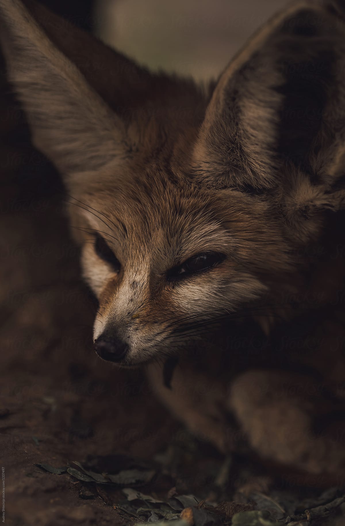 Small baby fox in burrow.