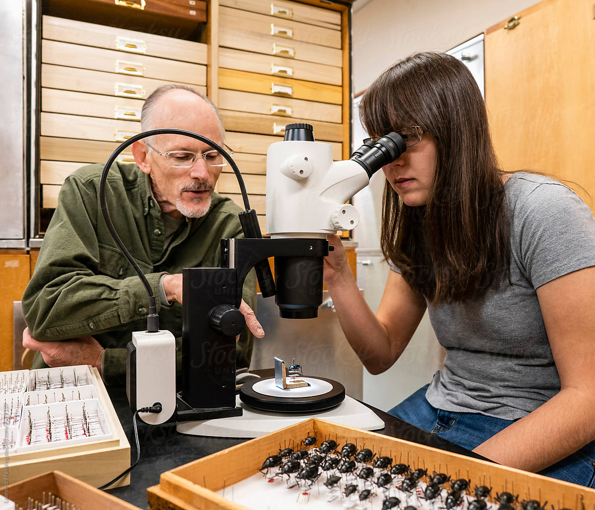 Research and education in entomology department of college natural history museum