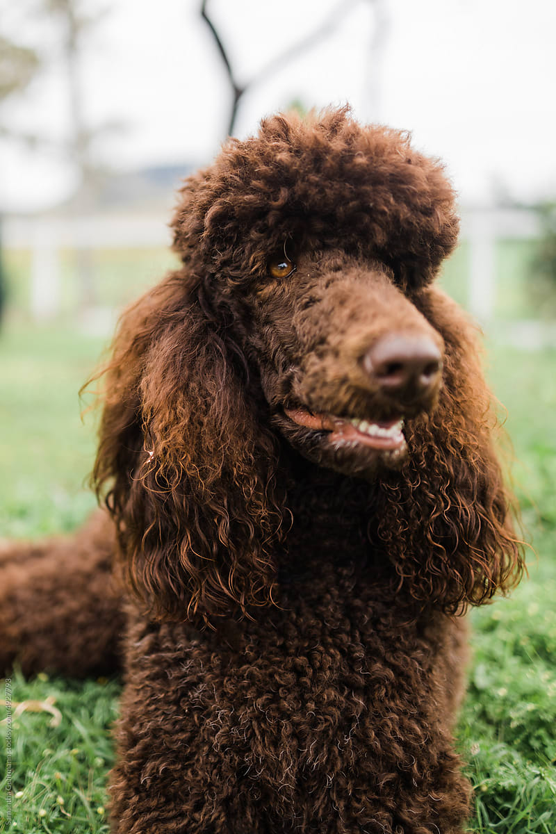 Close up of Chocolate standard poodle laying down