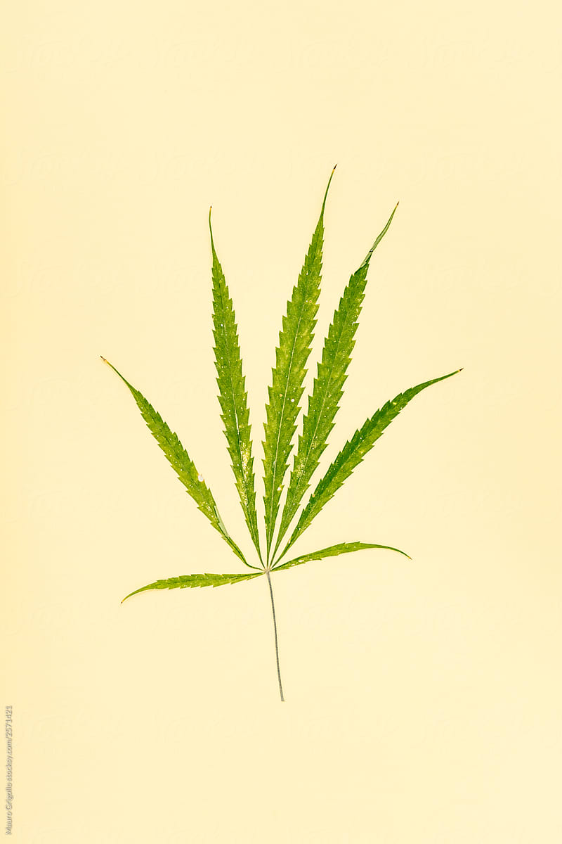 Marijuana leaf on yellow paper Background