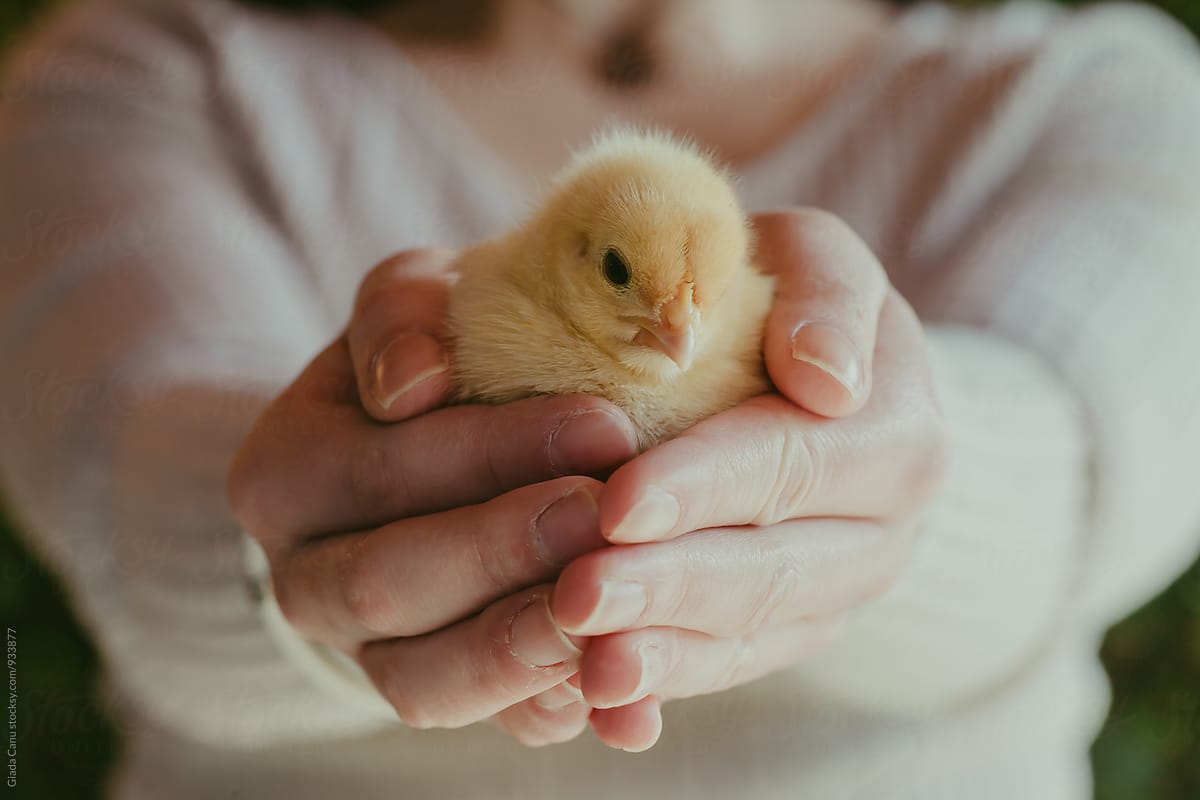 Young woman taking care of a baby chick