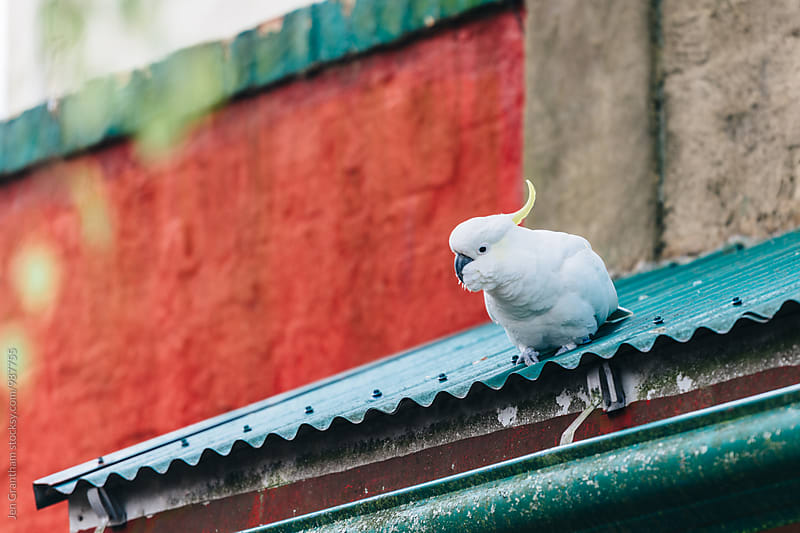 Cockatoo on a building.