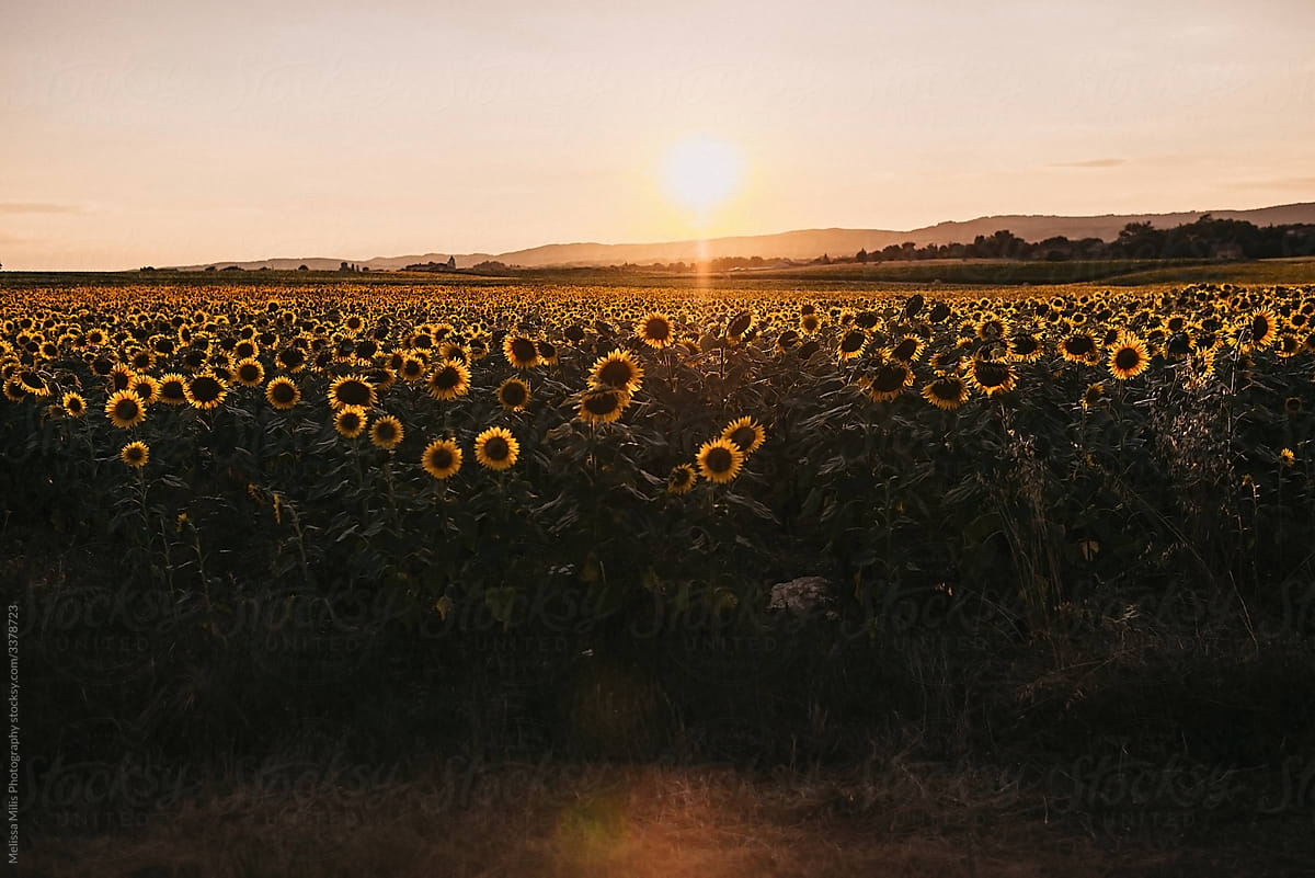 French field full of sunflowers while sun is setting