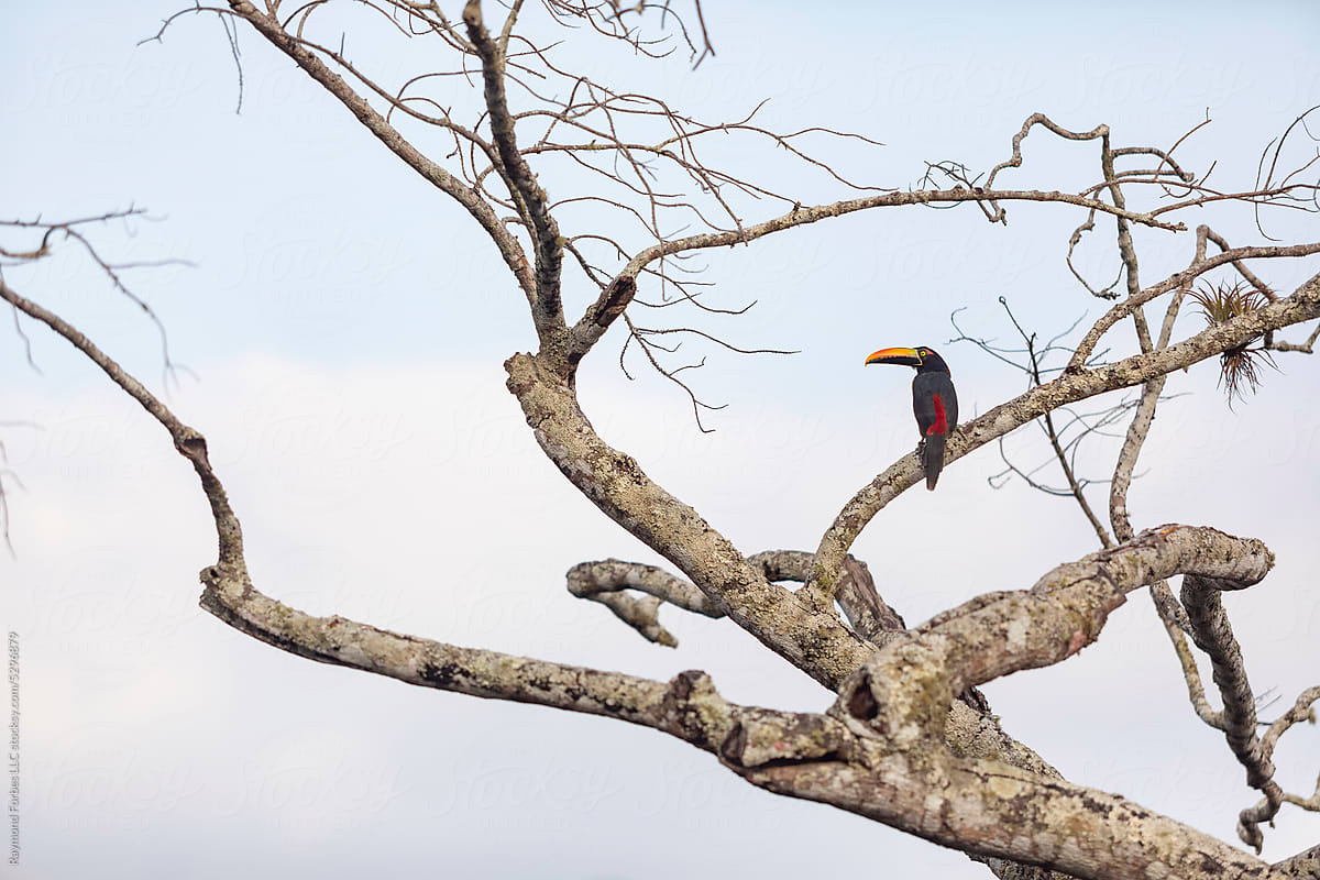 Toucan Aracari Birds tree  rainforest Nature  Costa Rica