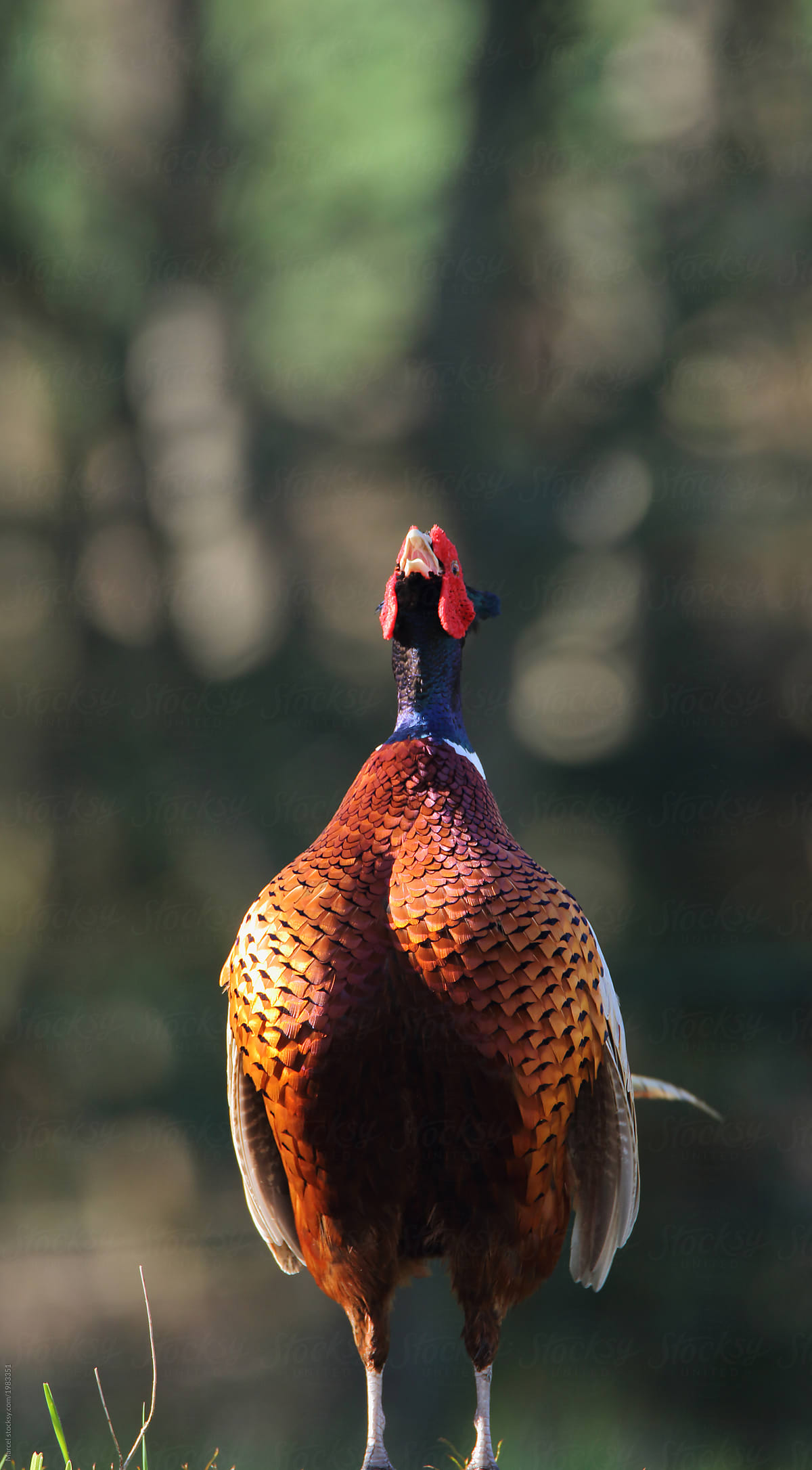 Male pheasant making his call in spring