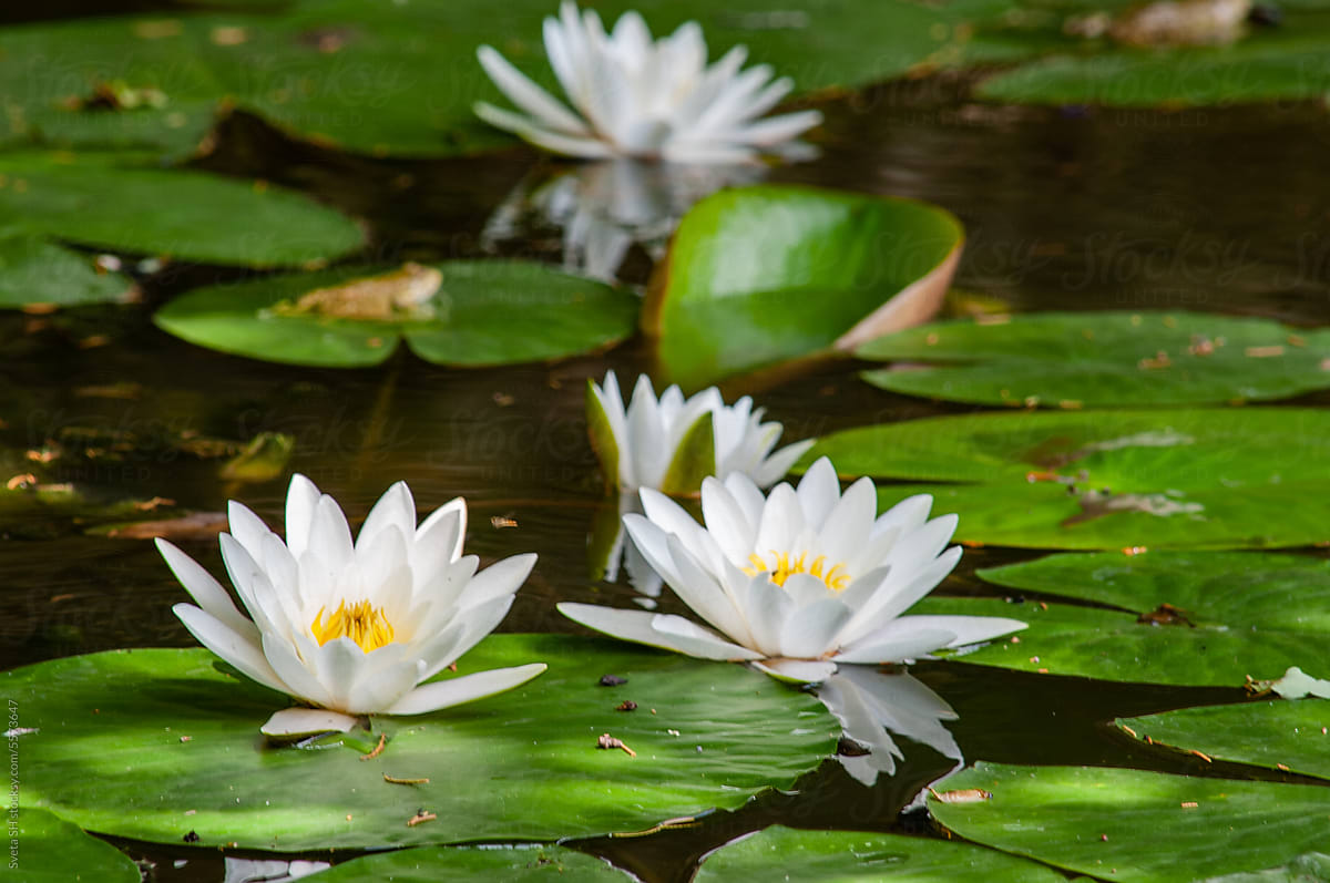 Water lilies In The Pond