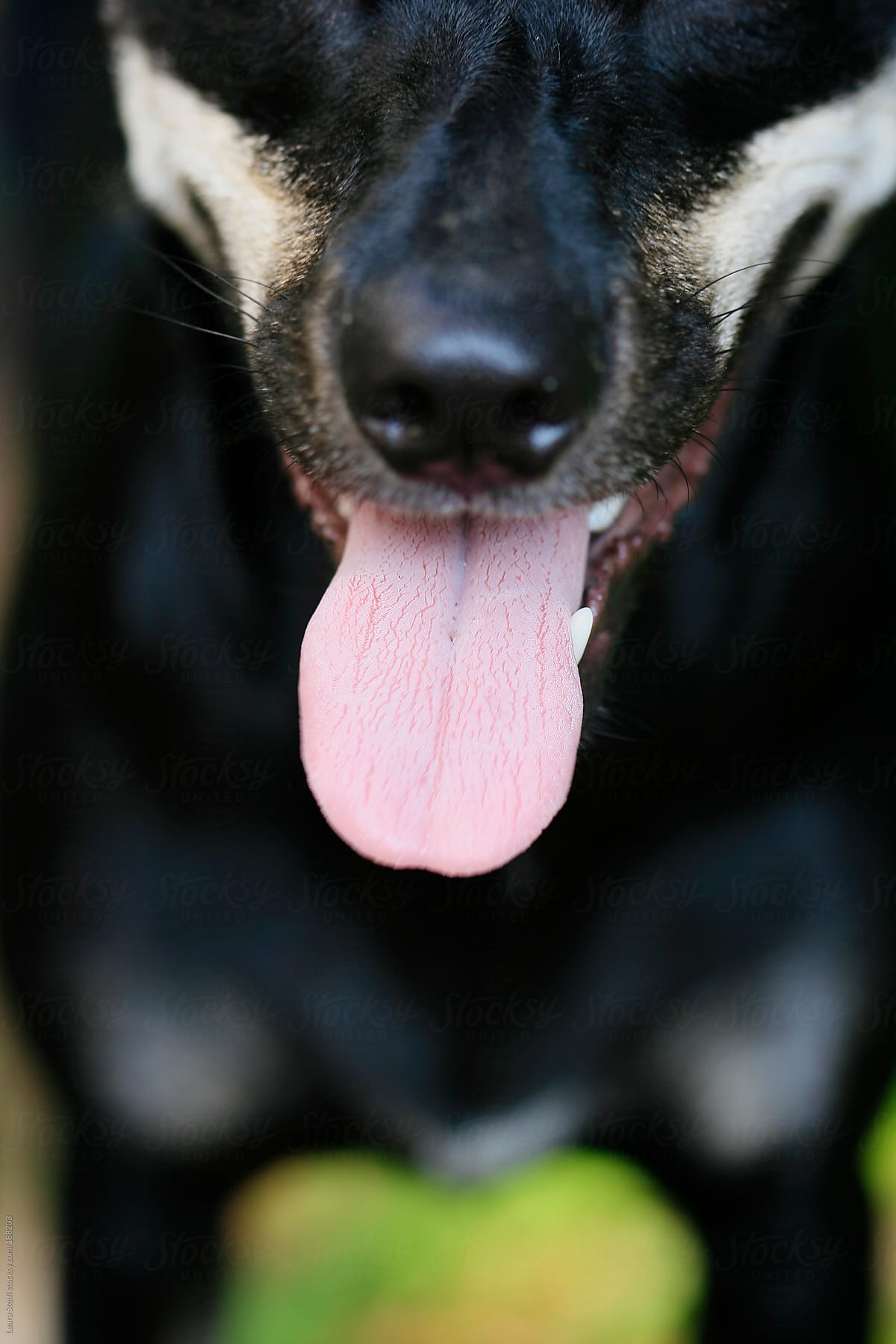 Close-up of dog\'s toungue