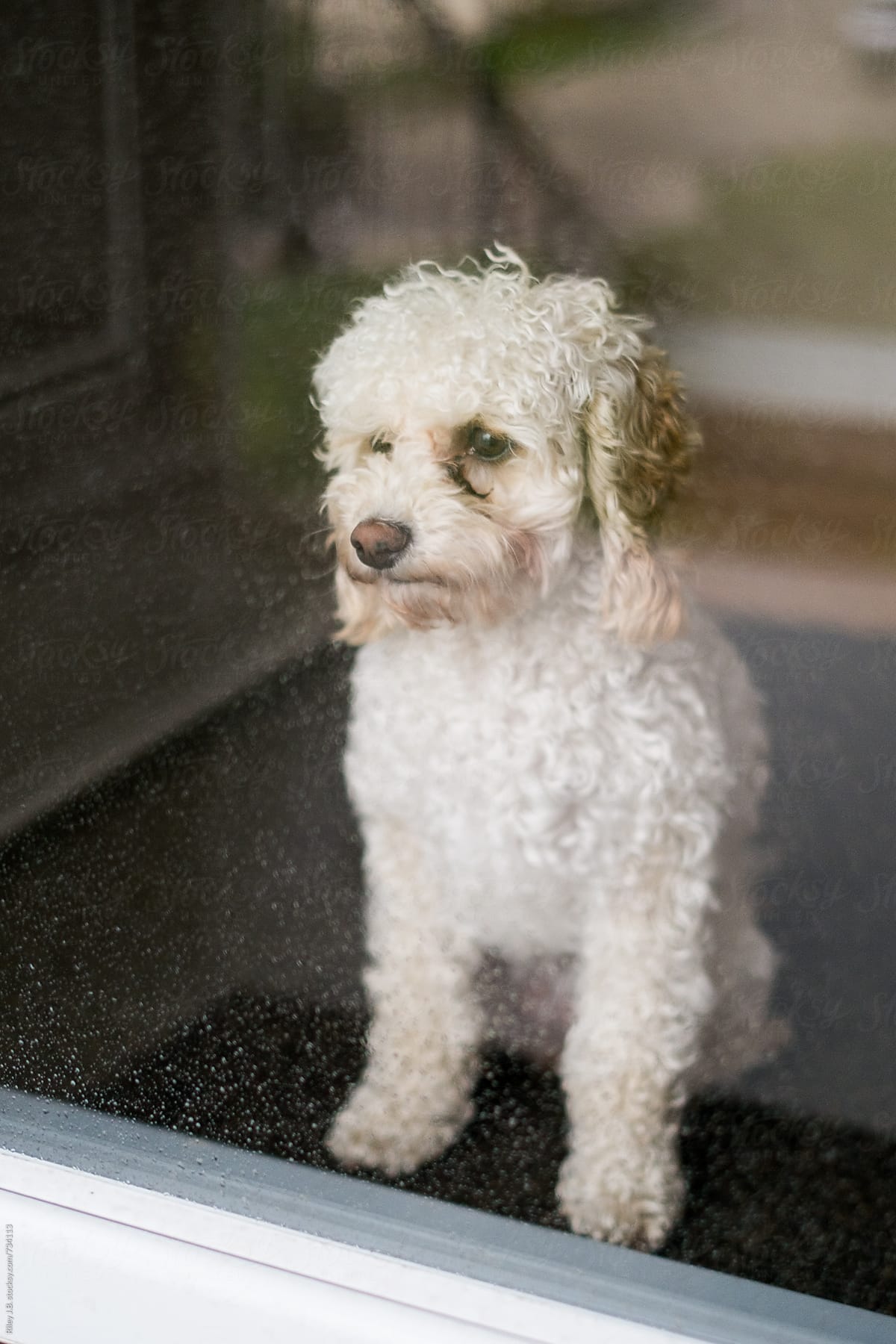 A puppy looks out of a rain covered glass door