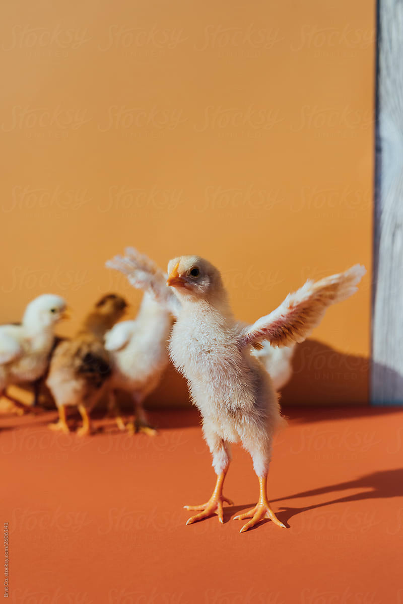 Baby Chicks On Colorful Background