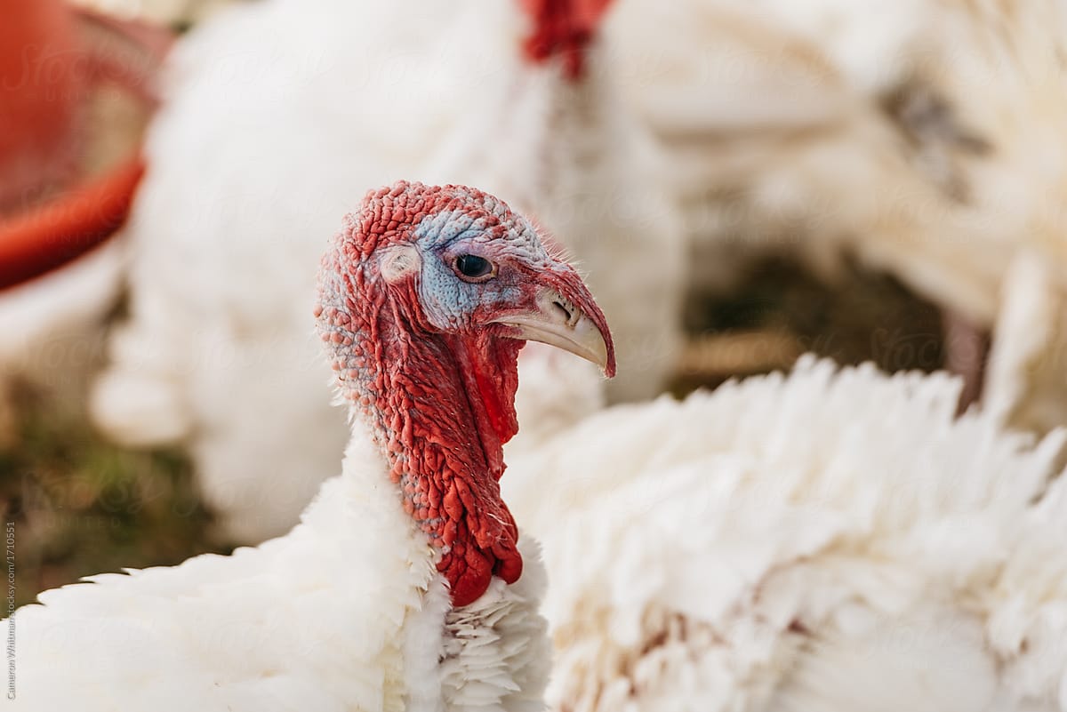 Thanksgiving Turkey\'s in their coop