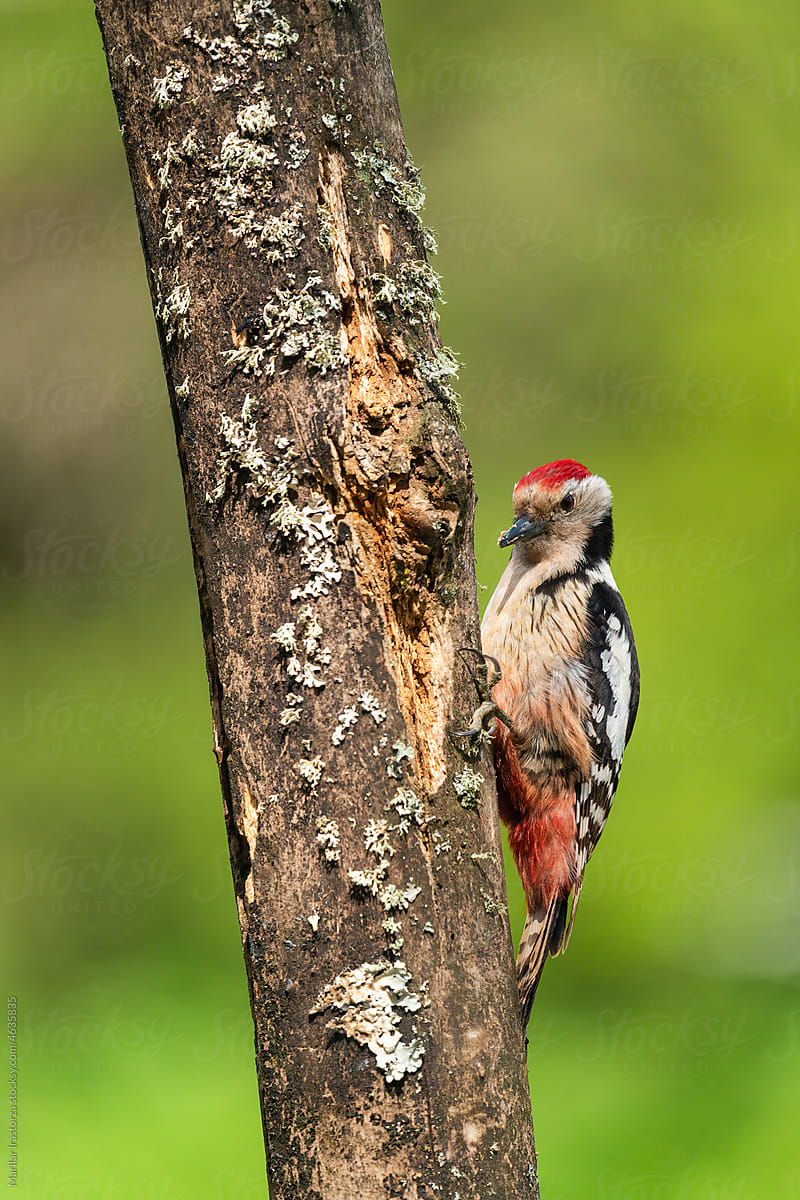Middle Spotted Woodpecker Portrait