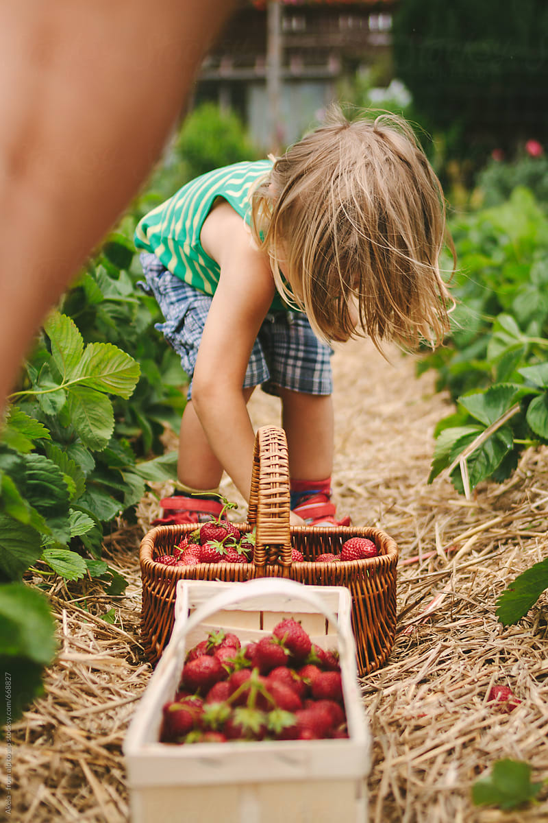 toddler with long blonde on a strawberry field picking strawberries