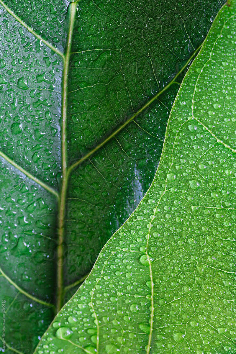 Close up of Fiddle Leaf Fig leaves (Ficus lyrata) with water droplets