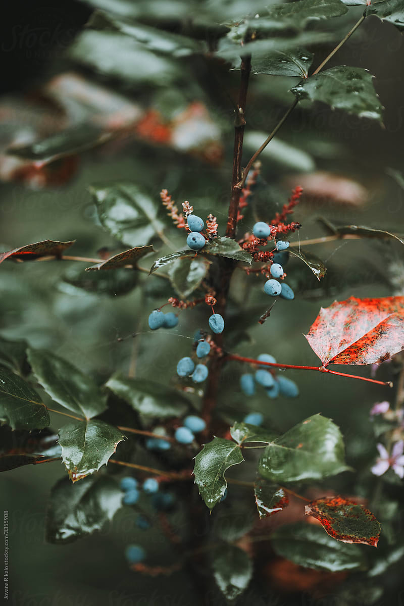 Blue berries close up