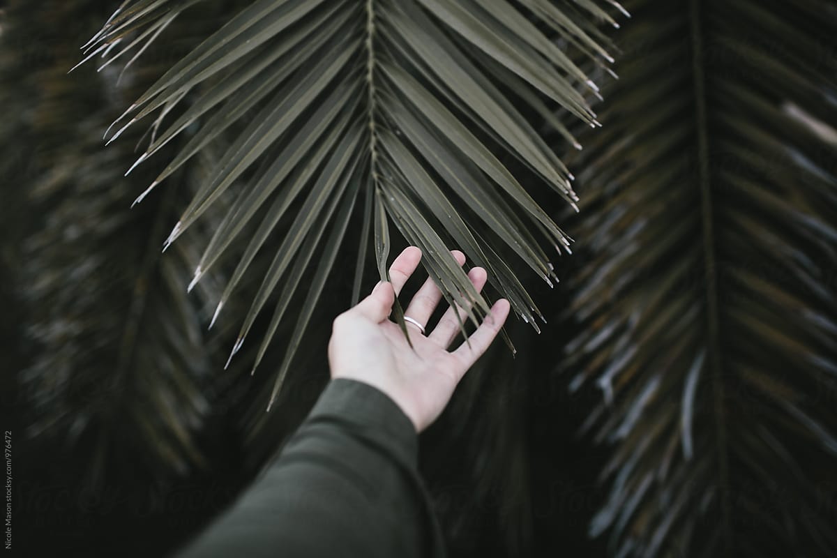Dark Green Palm Plant On Black Background by Stocksy Contributor Nicole  Mason - Stocksy