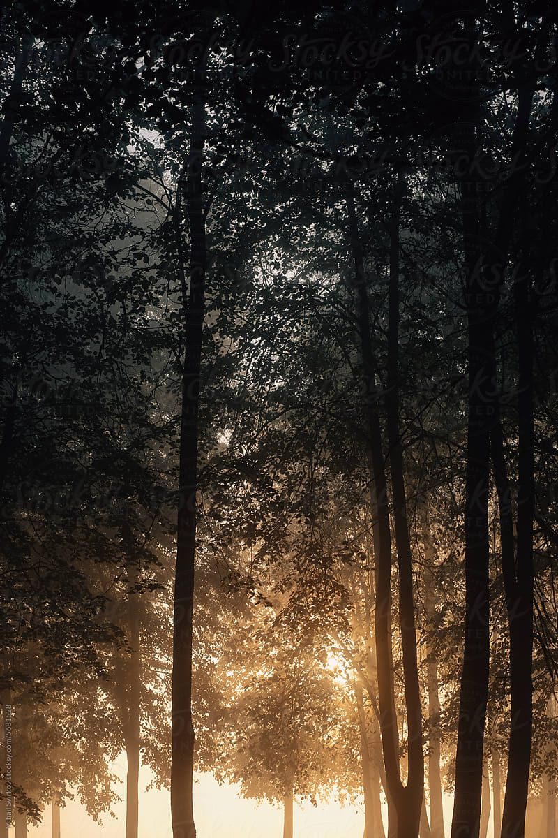 A misty autumn forest lit by the dawn sun