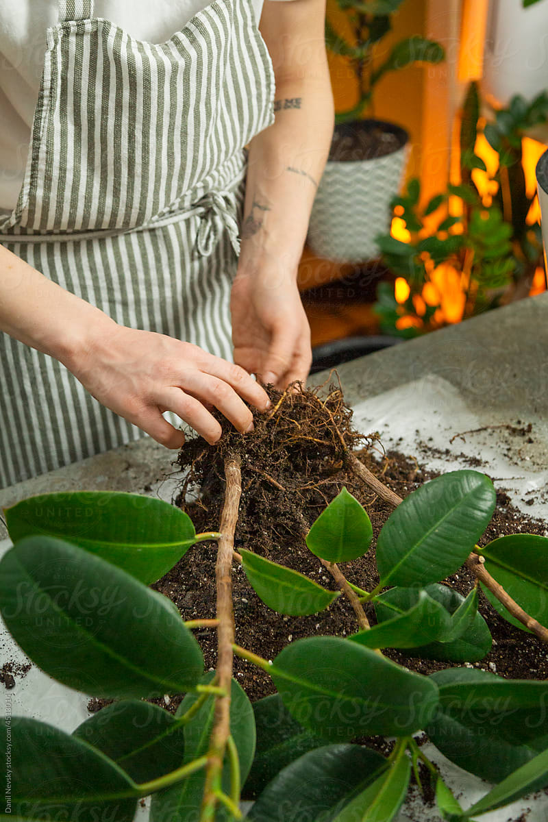 Crop woman replanting ficus at home