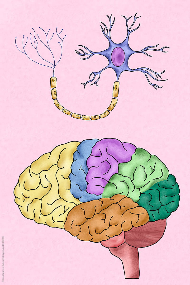 Brain Drawing PNG Transparent Images Free Download | Vector Files | Pngtree