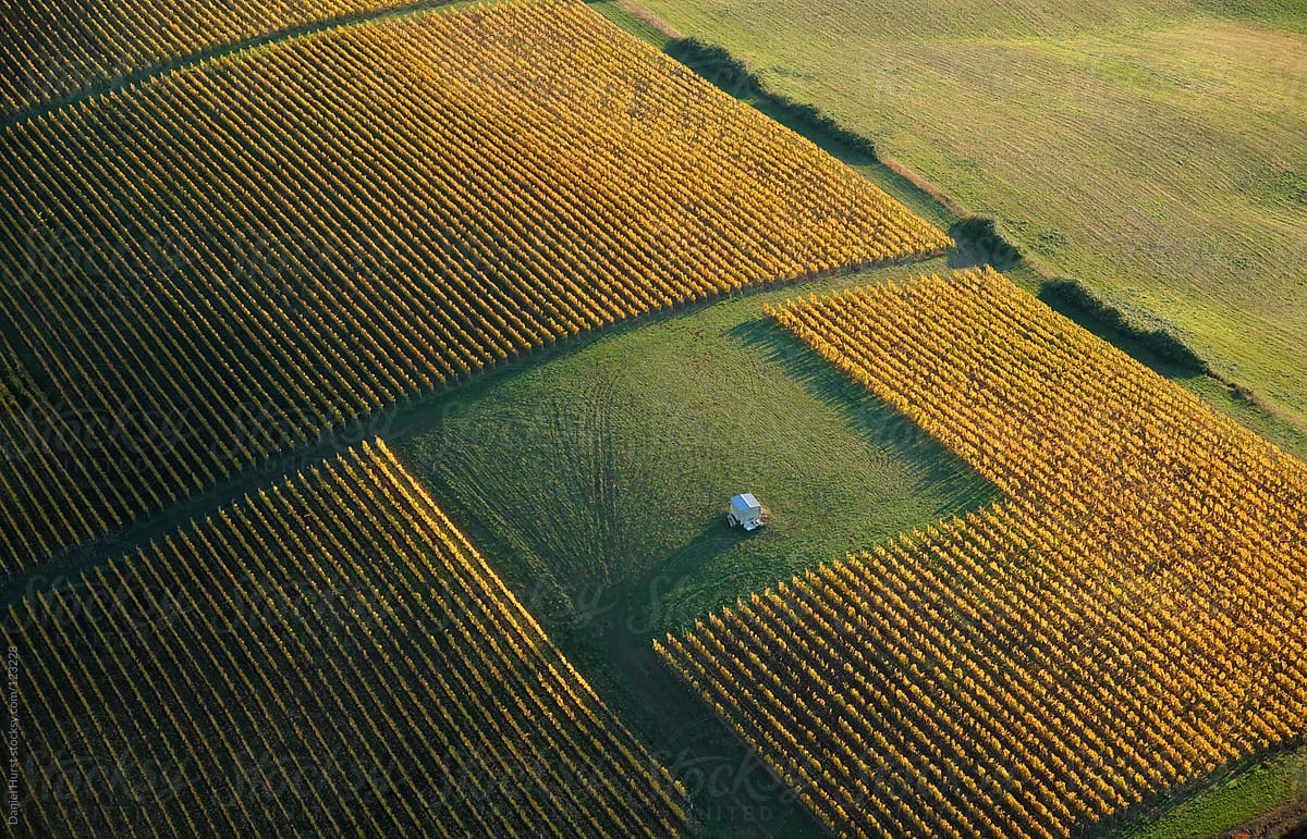 Aerial view of vineyard in fall