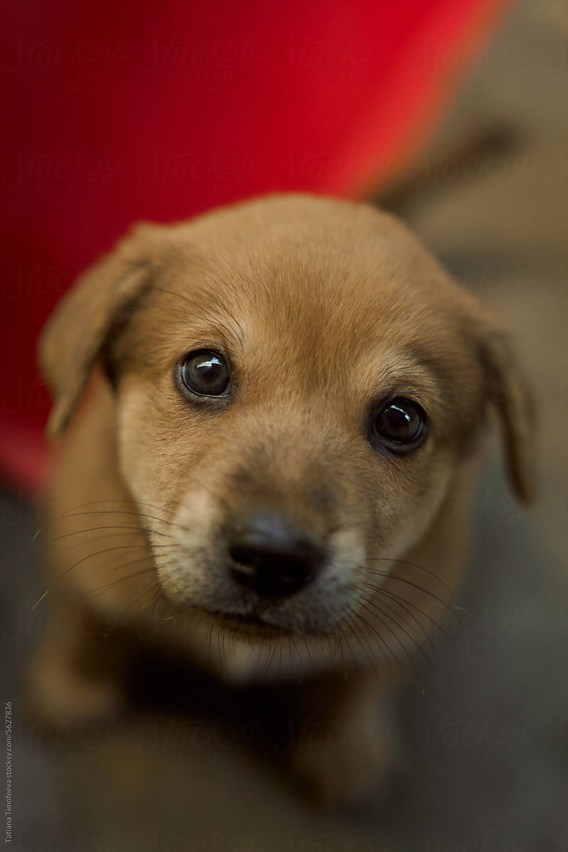 a puppy looking at the camera with big, kind eyes.