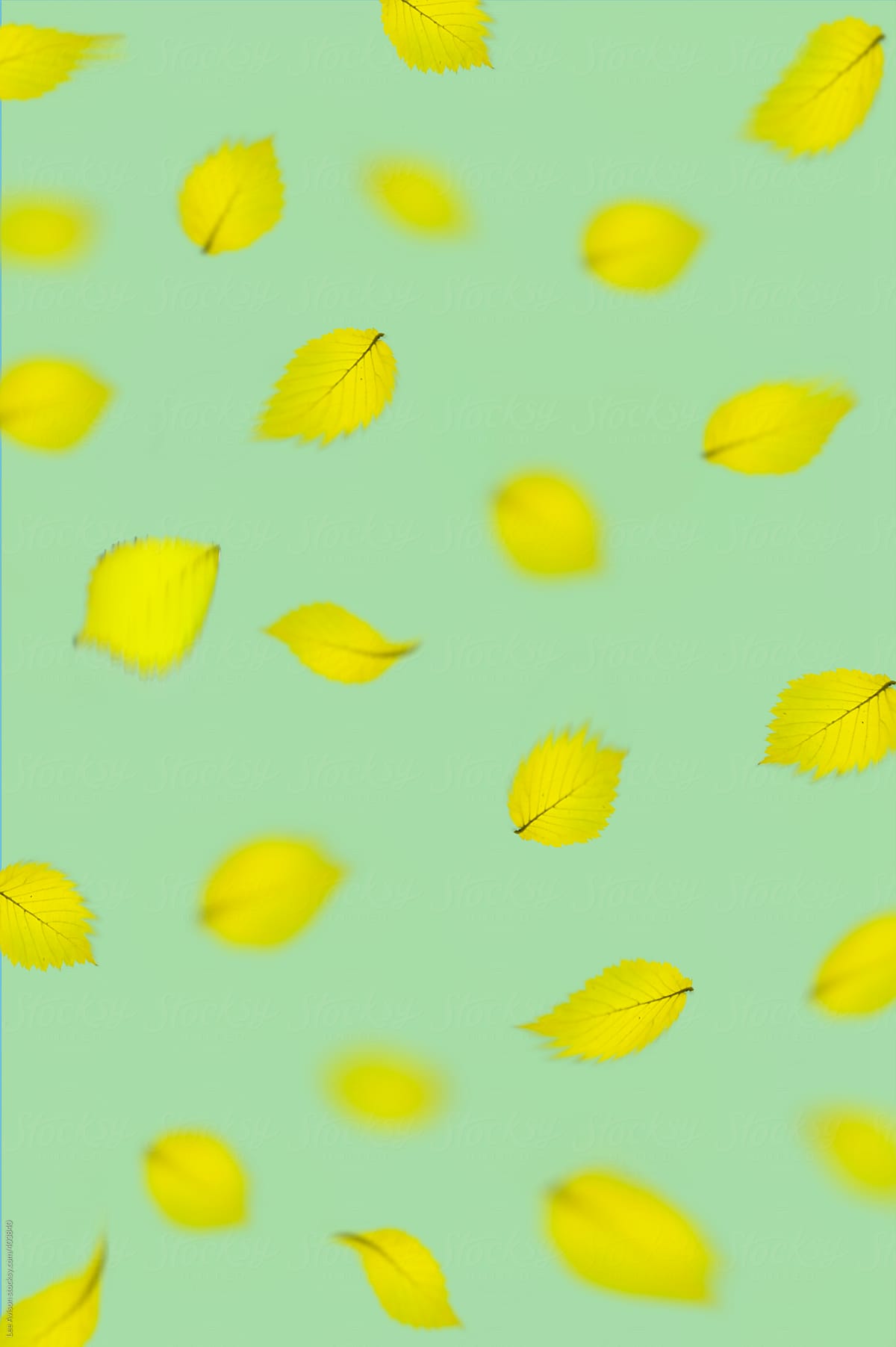 falling beech leaves graphic pattern pattern