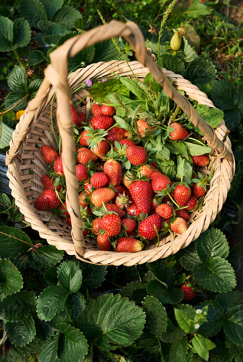 Closeup freshly picked strawberries in a basket